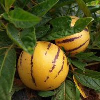 [只发圆果]石林人参果 当季新鲜应季水果人生果 [防冻泡沫箱]净重/3斤圆大果