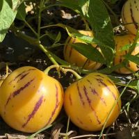 [圆果好吃]石林人参果 新鲜应季黄肉水果 2斤圆大果[9-13个]净重