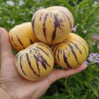 [圆果好吃]石林人参果 新鲜应季黄肉水果 3斤圆大果[11-19个]净重