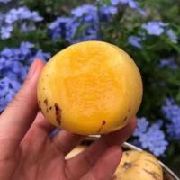 [圆果好吃]石林人参果 新鲜应季黄肉水果 5斤实惠圆中果[31-40个]净重