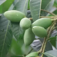 橄榄水果现摘新鲜青橄榄青果橄榄煲汤泡酒潮汕特产青橄榄生果 1斤(尖头梭子)新鲜青橄榄