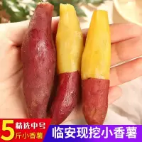 临安天目山小香薯现挖红番薯新鲜板栗薯黄心糯甜地瓜蜜薯批发山芋