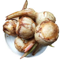 农家野地慈姑茨菰白茨菇菇新鲜马蹄芽5斤蔬菜种苗疏菜慈菇