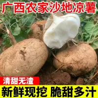 凉薯现挖新鲜蔬菜水果农家自种白地瓜豆薯番薯1/3/5/9斤