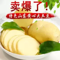 新鲜山东黄心大土豆批发价大马铃薯新鲜蔬菜批发农家现挖洋芋土豆