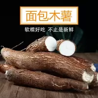 新鲜面包木薯农家粉糯甜板栗蜜薯现挖白肉特产面包木薯