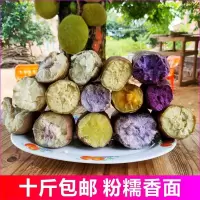 爆皮王番薯 冰淇淋地瓜 千里香板栗薯鸡蛋王红薯紫薯混合