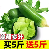 水果萝卜青萝卜甜脆潍县沙窝萝卜基地正宗当季蔬菜
