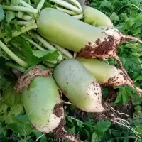 青萝卜新鲜蔬菜青头萝卜脆沙窝萝卜非水果萝卜新鲜生吃白萝卜