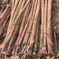 现挖新鲜牛蒡1—5斤装根合作社产品生鲜蔬菜牛膀茶原料