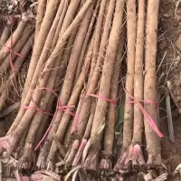 现挖新鲜牛蒡1—5斤装徐州天地根合作社产品生鲜蔬菜牛膀茶原料