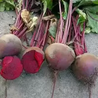 甜菜根5斤新鲜红心萝卜1斤小甜菜头红根农家蔬菜现拔紫甜菜头2020