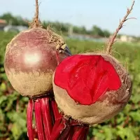 甜菜根现挖红皮萝卜新鲜紫菜头泡菜红菜头保健农家萝卜腌菜现拔