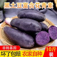 西北特产新鲜现挖黑土豆黑金刚蔬菜马铃薯黑美人3/5/9斤