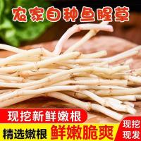 鱼腥草新鲜折耳根凉拌农家自种现挖嫩根节儿根多规格侧耳根批发