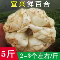 宜兴百合新鲜食用微苦糯药食同源现挖精品特产非龙山百合