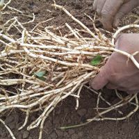 折耳根鱼腥草嫩根芽新鲜仿种植大特产粗凉拌批发半斤4斤2