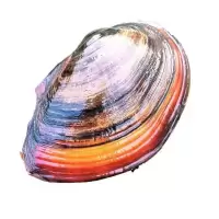 小河蚌黄金蚬溪蚬蚌观赏净水鲜活观赏螺淡水黑壳虾鱼缸绿水藻贝壳 鳑鲏繁殖河蚌2只(6-9)净水强