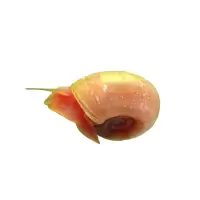 观赏螺活体工具螺除藻螺苹果螺金刚螺蜜蜂螺斑马螺蜗牛宠物螺 苹果螺10只