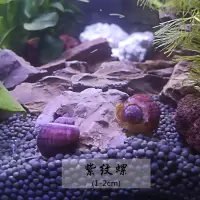 除藻工具螺斑马螺黑金刚蜜蜂角螺彩蛋螺观赏苹果螺黄金螺紫纹螺 2个紫纹螺