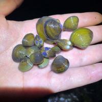 小河蚌 小河蚬 溪蚬 鳑鲏繁殖工具 净化水质 溪螺 观赏除水藻神器 净水小河蚬1-2cm 20个 送8个损耗