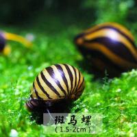 除藻工具螺斑马螺黑金刚蜜蜂角螺彩蛋螺观赏苹果螺黄金螺紫纹螺 5个斑马螺(除藻绿藻 褐藻) 介意瑕疵者
