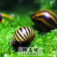 除藻工具螺斑马螺黑金刚蜜蜂角螺彩蛋螺观赏苹果螺黄金螺紫纹螺 5个斑马螺(除藻绿藻 褐藻) 介意瑕疵者