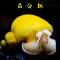 超大号黄金螺观赏螺神秘螺苹果螺饲料螺吃青苔褐藻清理鱼缸工具螺 黄金螺4厘米左右2颗