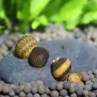 观赏黄金螺活体除藻好养苹果马来神秘紫纹斑马彩蛋黑金刚白蓝螺 10苹果6龙宫送水草