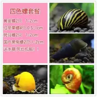 观赏黄金螺活体除藻好养苹果马来神秘紫纹斑马彩蛋黑金刚白蓝螺 四色神秘螺套餐
