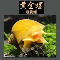 黄金螺观赏螺吃鱼屎活体除藻螺鱼缸清洁螺吃鱼屎工具螺淡水繁殖螺 4-4.5厘米黄金螺 3只送2只备损(发5只)