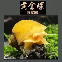 黄金螺观赏螺吃鱼屎活体除藻螺鱼缸清洁螺吃鱼屎工具螺淡水繁殖螺 4-4.5厘米黄金螺 3只送2只备损(发5只)