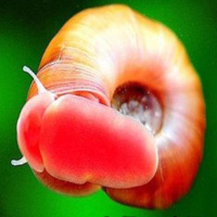 淡水螺水族箱观赏螺除藻清洁螺苹果螺黄金螺豹纹螺极好养易繁殖 红苹果螺6个送蜈蚣草1颗 0.6-1公分