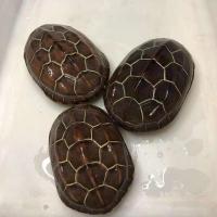 苏北金线草龟活体宠物乌龟好养活深水乌龟中华草 7-8厘米金线草龟(推荐) 情侣龟一对