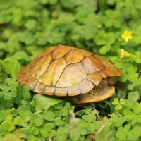 [黄金巴西]一对大乌龟活体巴西龟宠物龟家养超大黄金乌龟小批发 13-15cm[一年可下蛋] 情侣组[两只]