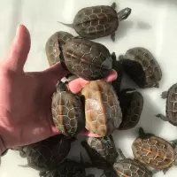苏北金线草龟活体宠物乌龟好养活深水乌龟中华草 5-6厘米金线草龟(大苗) 单身一只