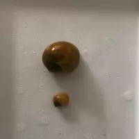 观赏螺苹果神秘黄金斑马马来活体螺黑金刚斑马螺清洁除藻工具螺 特大黄金螺 2只(3-4cm)