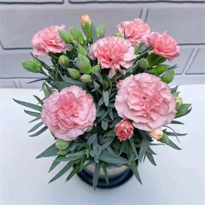 康乃馨盆栽花苗带花苞室内阳台庭院花卉绿植鲜花好养四季开花不断