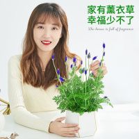 薰衣草盆栽带花包普罗旺斯花苗阳台好养四季开花卉净化空气吸