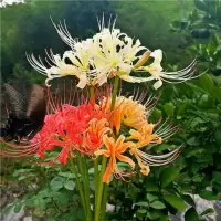 彼岸花水培花卉植物客厅绿口曼珠沙华四季常青除
