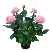 玫瑰花苗大花带花苞花卉观花绿植物盆栽月季蔷薇室内庭院阳台四季