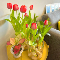 重瓣种球花卉可水培种球5度球耐寒室内外植物盆栽