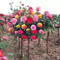 树桩月季庭院花卉阳台盆栽树桩嫁接月季花苗花大苗特大花四季开花