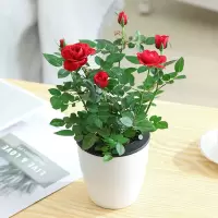 带花苞玫瑰花苗盆栽四季开花不断好养室内花卉植物迷你微型小月季