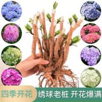 绣球花苗老桩盆栽四季开花无尽夏大苗室内阳台庭院花卉植物