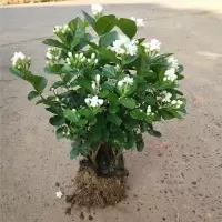 [基地直发]花盆栽茉莉花苗盆景花卉盆栽绿植茉莉老桩