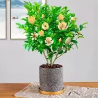 含笑花苗室内盆栽浓香型四季花卉植物庭院阳台当年开花四季常青