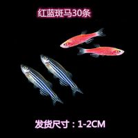 多彩斑马鱼灯科淡水小型活体观赏鱼红蓝青金黄斑马鱼好看耐活易养 红蓝斑马30条