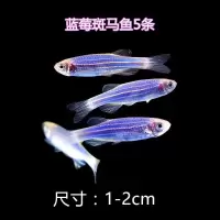 多彩斑马鱼灯科淡水小型活体观赏鱼红蓝青金黄斑马鱼好看耐活易养 蓝莓斑马5条