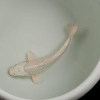 冷水锦鲤黑金白金黄锦龙凤招财黑鱼金鱼活体直销批发镇宅 白锦鲤11-12cm1条